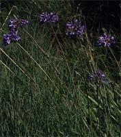 Agapanthus campanulatus