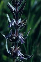 Ajuga ophrydis