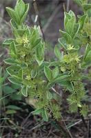 Eriosemopsis subanisophylla