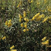 Eriosema psoraleoides