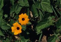 Thunbergia alata