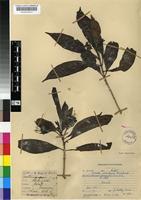 Holotype of Pavetta inandensis Bremek. [family RUBIACEAE]