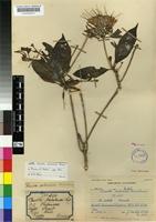 Syntype of Pavetta suluensis Bremek. [family RUBIACEAE]