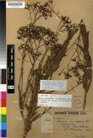 Syntype of Senecio serratuloides DC. var. gracilis Harv. [family ASTERACEAE]