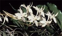 Aerangis mystacidii
