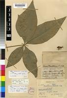 Isotype of Bachmannia woodii (Oliv.) Gilg [family CAPPARACEAE]