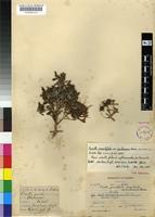 Holotype of Pavetta gracilifolia Bremek. [family RUBIACEAE]