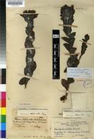 Type of Lopholaena disticha (N.E.Br.) S.Moore [family ASTERACEAE]