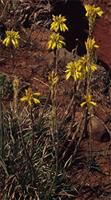 Aloe dominella