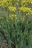 Aloe kraussii