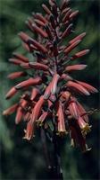 Aloe greatheadii