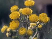 Helichrysum cooperi