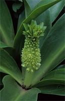 Eucomis autumnalis