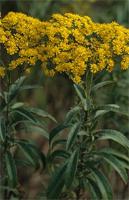 Senecio serratuloides