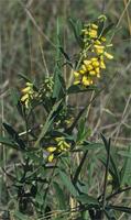 Eriosema psoraleoides