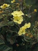Agathosma ovata