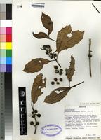 Isotype of Xymalos monospora (Harv. ) Baill. [family MOMINIACEAE]