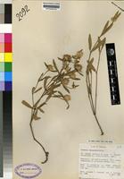 Isotype of Cyathula lanceolata Schinz [family AMARANTHACEAE]
