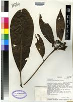 Isotype of Pavetta nitidissima Bridson [family RUBIACEAE]