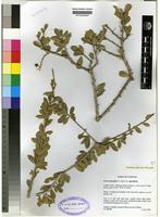 Isotype of Boscia angustifolia A. Rich. var. [family CAPPARACEAE]