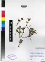 Isotype of Justicia anagalloides (Nees) T. Anderson [family ACANTHACEAE]
