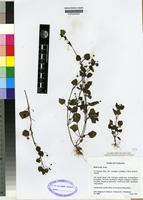 Isotype of Diclis ovata Benth. [family SCROPHULARIACEAE]