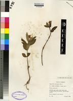 Isotype of Impatiens assurgens Bak. f. [family BALSAMINACEAE]