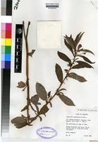 Isotype of Impatiens gomphophylla Bak. f. [family BALSAMINACEAE]