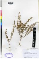 Isotype of Crotalaria bequaertii Bak. f. [family PAPILIONACEAE]