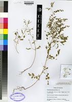 Isotype of Phyllanthus nummulariifolius Poir. [family EUPHORBIACEAE]