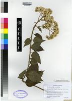 Isotype of Microglossa pyrifolia (Lam.) O. Ktze [family COMPOSITAE]