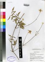 Isotype of Clematis welwitschii O.Ktze. [family RANUNCULACEAE]