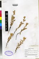 Isotype of Vahlia digyna (Retz.) Ktze [family VAHLIACEAE]