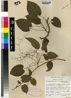 Isotype of Tinospora sp. nov. aff. tenera Miers [family MENISPERMACEAE]