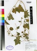 Isotype of Oreosyce africana Hook.f. [family CUCURBITACEAE]