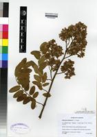 Isotype of Dalbergia malangensis E.P. Sousa [family PAPILIONACEAE]
