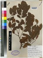 Isotype of Dalbergia boehmii Taub. subsp. [family PAPILIONACEAE]