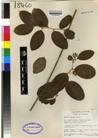 Isotype of Smilax anceps willd. [family SMILACACEAE]