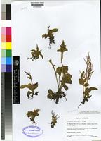 Isotype of Ceratopteris thalictroides (L.) Brongn. [family PARKARIACEAE]