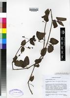 Isotype of Veronica abyssinica Fresen. [family SCROPHURARIACEAE]