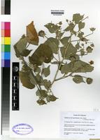 Isotype of Abutilon aff. mauritianum (Jacq. ) Medic [family MALVACEAE]
