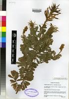 Isotype of Tephrosia elata Brummitt var. [family PAPILIONACEAE]