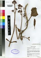 Isotype of Kalanchoe lateritia Engl. var. [family CRASSULACEAE]