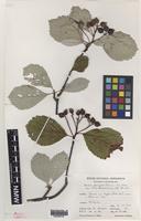 Holotype of Sorbus stenophylla M.C.F.Proctor [family ROSACEAE]