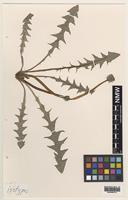 Isotype of Taraxacum richardsianum C.C.Haw. [family ASTERACEAE]