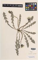 Isotype of Taraxacum luteum C.C.Haw. & A.J.Richards [family ASTERACEAE]