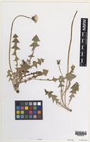 Lectotype of Taraxacum brachyglossum (Dahlst.) Raunk. [family ASTERACEAE]