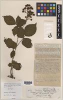 Syntype of Rubus acutifrons Ley [family ROSACEAE]