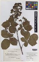 Isotype of Rubus altiarcuatus W.C.Barton & Ridd. [family ROSACEAE]