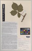 Paratype of Rubus anglofuscus Edees [family ROSACEAE]
